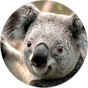 simona broi profile picture